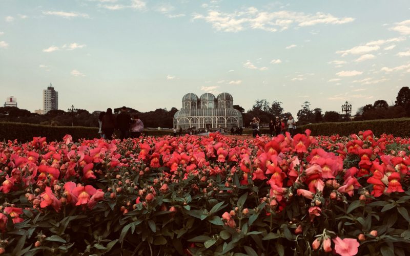 red flower field near city buildings during daytime